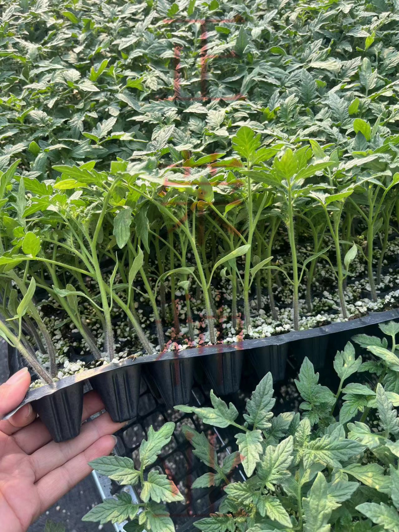 丽莎口感粉果番茄苗果蔬两用西红柿苗量大优惠欢迎选购