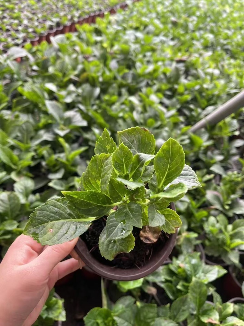 成都八仙花批发成都苗木基地供应各类规格八仙花基地直销