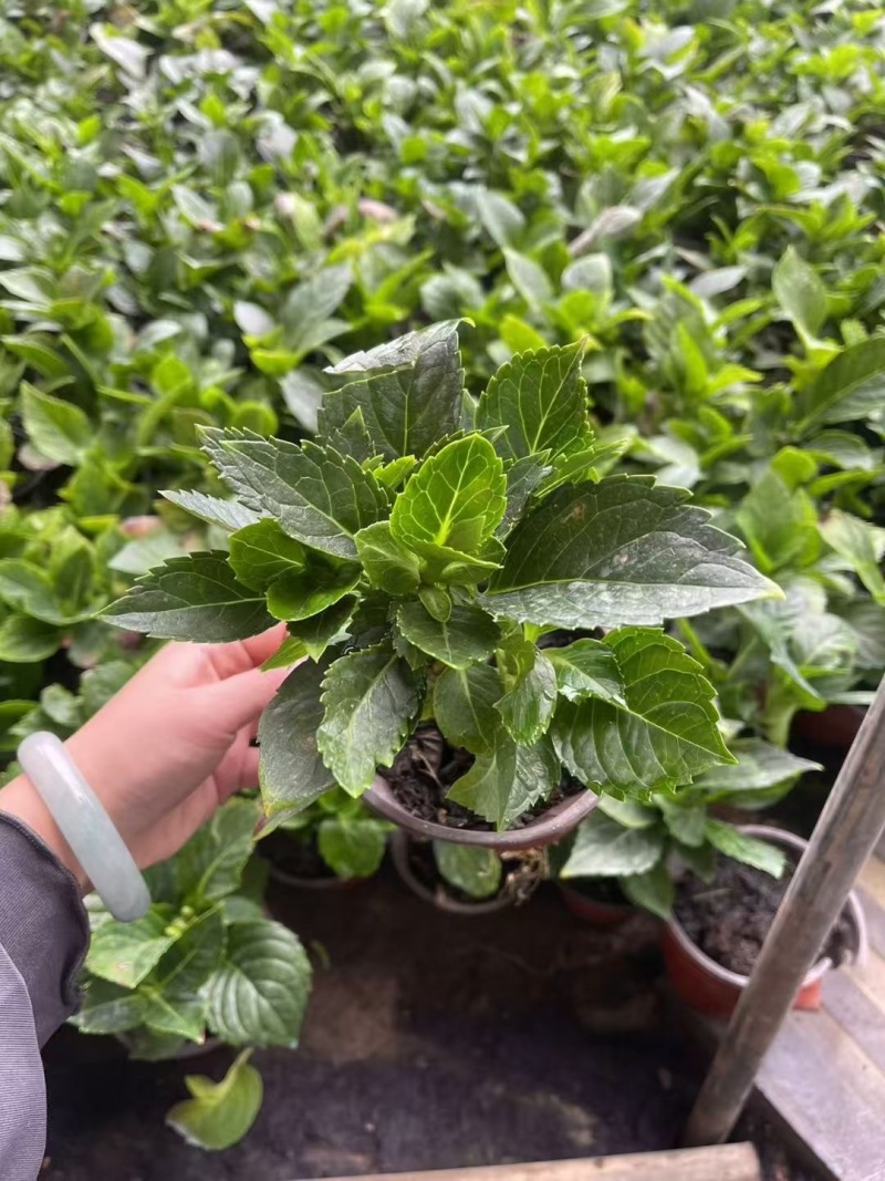 贵州八仙花批发贵州苗木基地供应各类八仙花基地直销