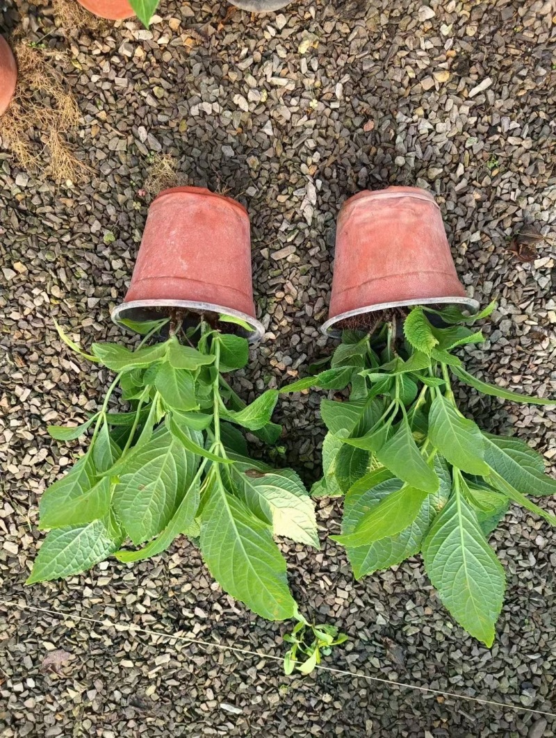 贵州八仙花批发贵州苗木基地供应各类八仙花基地直销