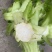 儿菜