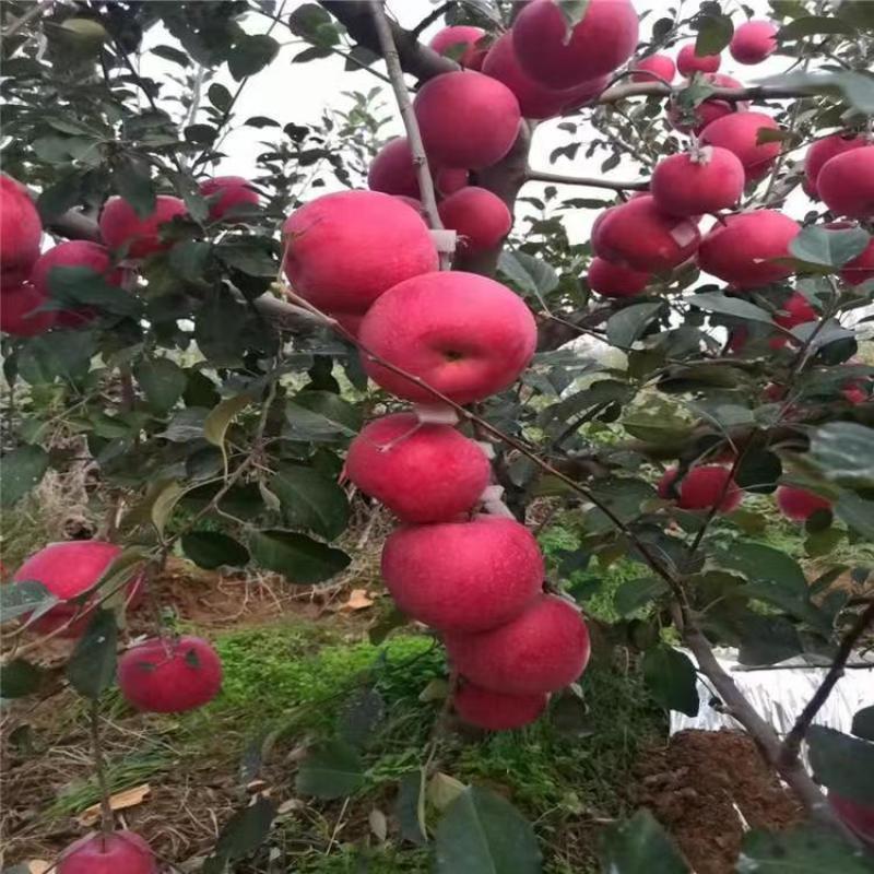 苹果树苗，长富2号，烟富8号，早熟品种，品种纯正，成活率
