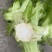 儿菜