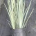 重庆花叶玉蝉批发重庆苗木基地供应各类规格花叶玉蝉基地
