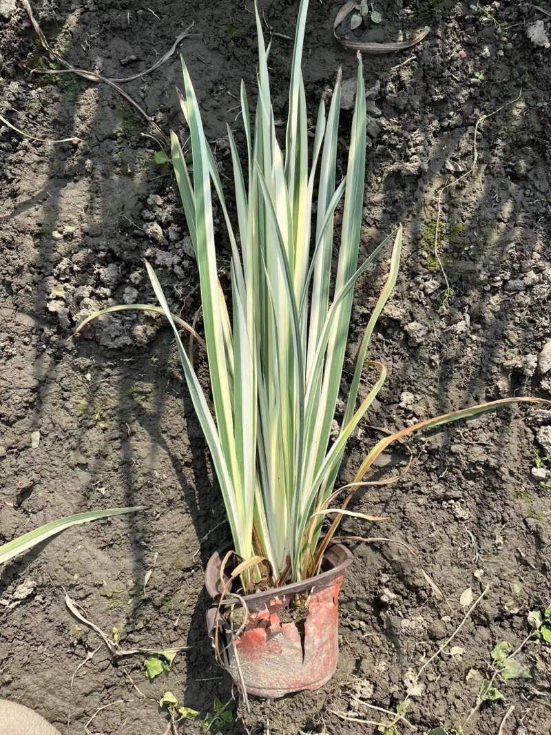 重庆花叶玉蝉批发重庆苗木基地供应各类规格花叶玉蝉基地
