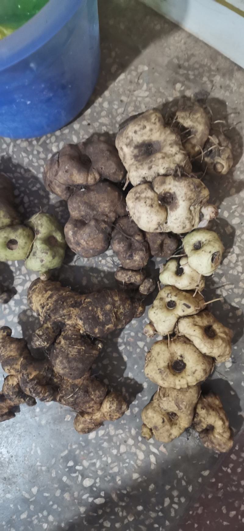 滇黄精鲜货野生云南原产地直发到货坏了包赔包邮