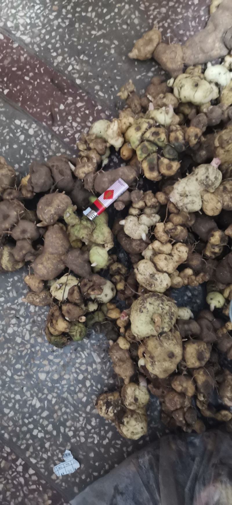 滇黄精鲜货野生云南原产地直发到货坏了包赔包邮