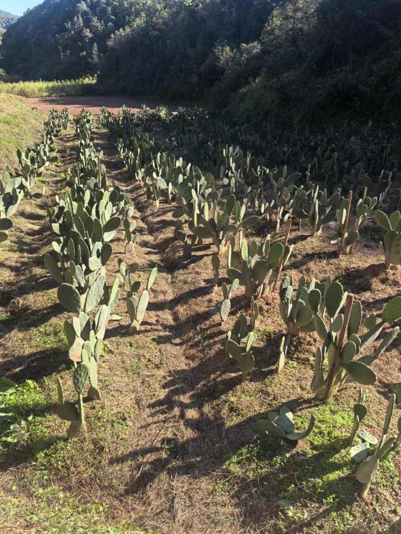 出售大红，黄，紫果，宝塔黄可食用仙人掌种植片，带根苗