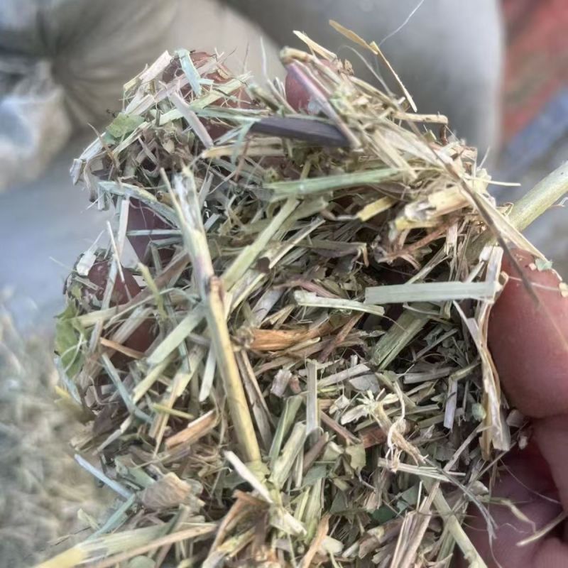 【精品花生秧】河南正阳产地直发一手货源质量上乘欢迎订购