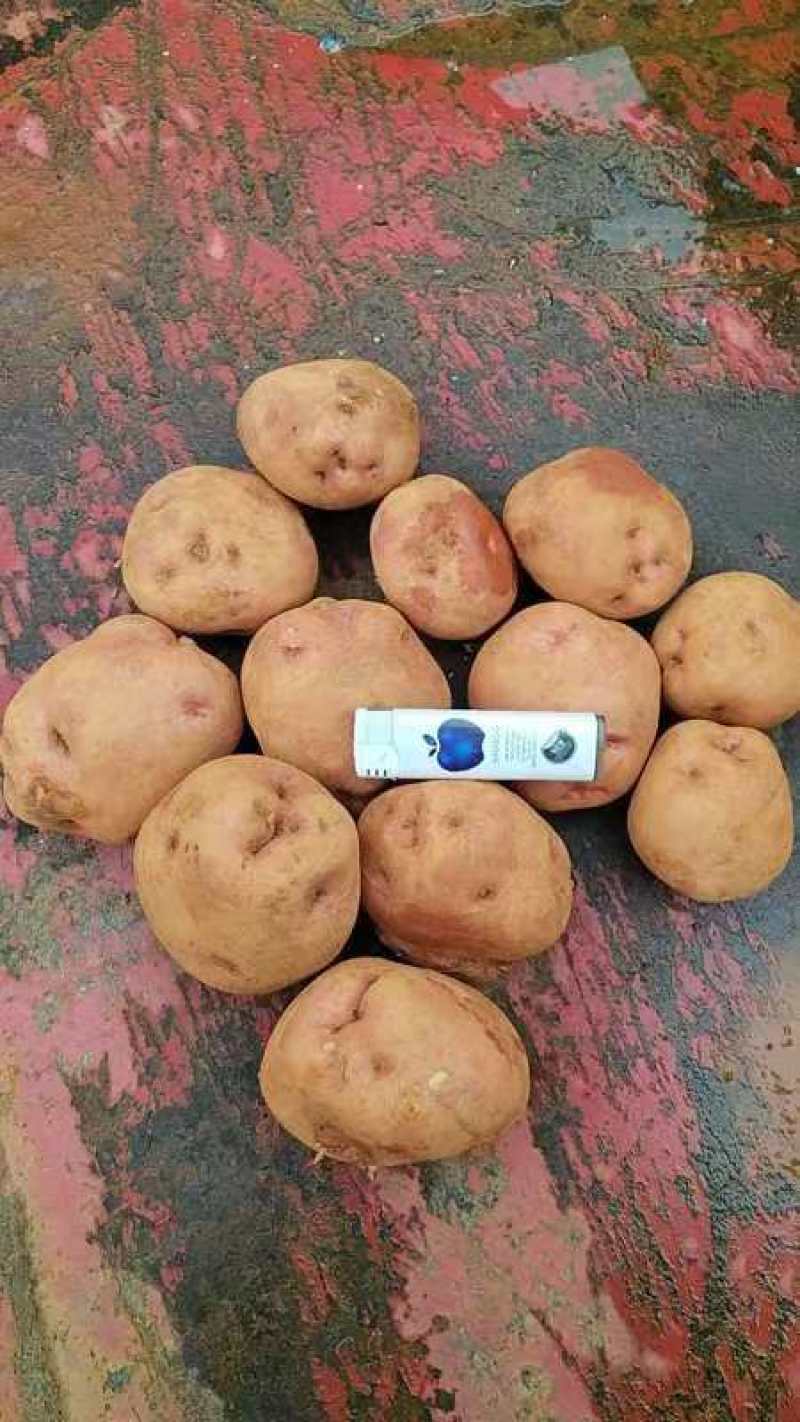 红窝子洋芋种子