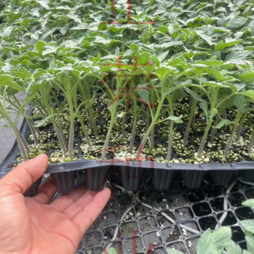 耐热口感型大粉番茄适合5-7月份高温转色好易坐果不裂果抗