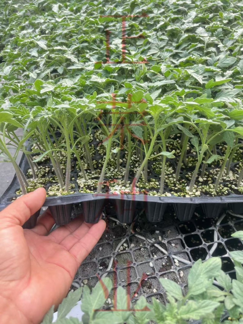 耐热口感型大粉番茄适合5-7月份高温转色好易坐果不裂果抗