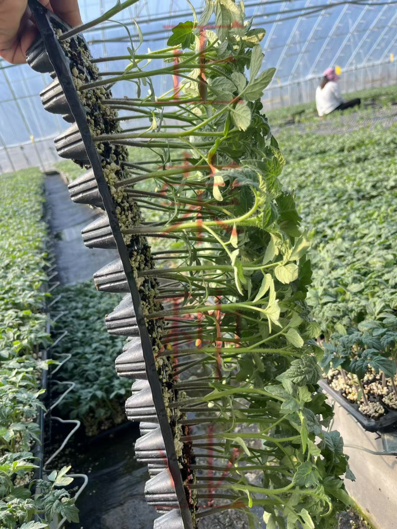 耐热口感型大粉番茄适合5-7月份高温转色好易坐果不裂果抗