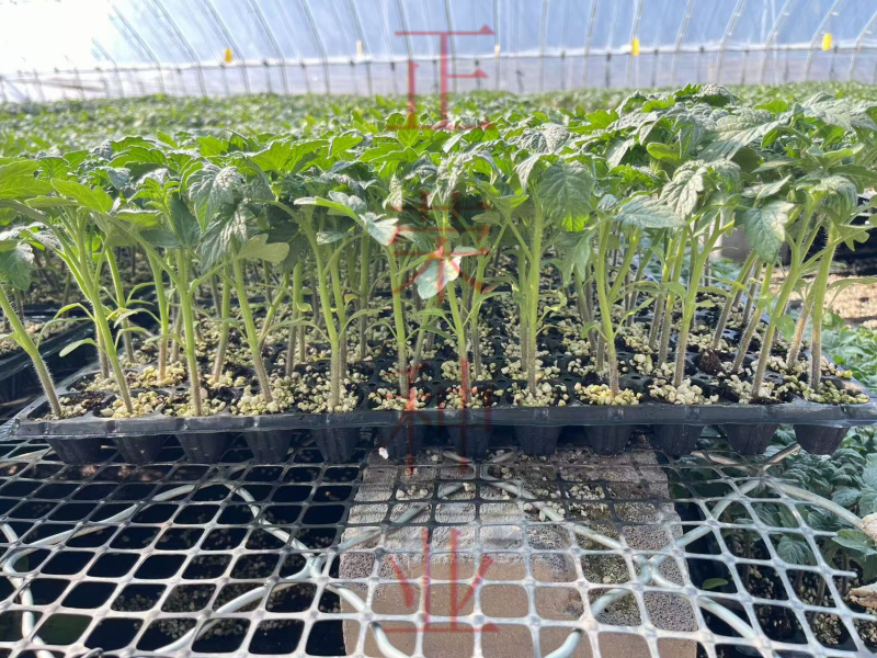 耐热口感型大粉番茄适合5-7月份高温转色好易坐果不裂果抗