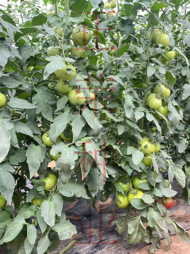 耐热口感型大粉番茄适合5-7月份高温转色好易坐果不裂果抗