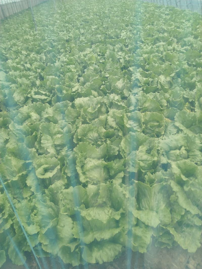 暖棚结球生菜大量上市