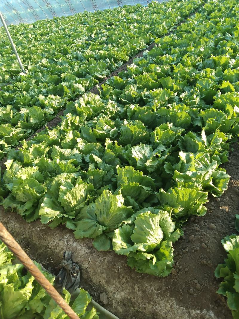 暖棚结球生菜大量上市