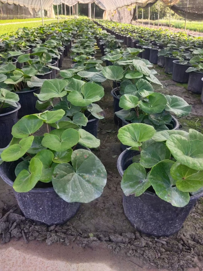 成都大吴风草批发成都苗木基地供应各类规格大吴风草基地