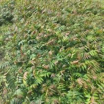 红香椿苗贵州本地露天苗基地直发
