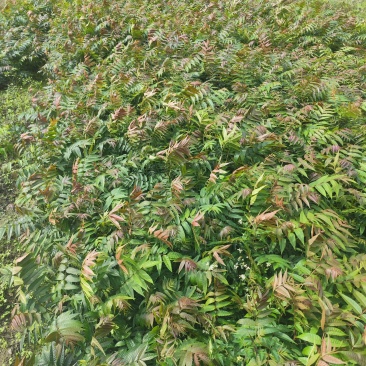 红香椿苗贵州本地露天苗基地直发