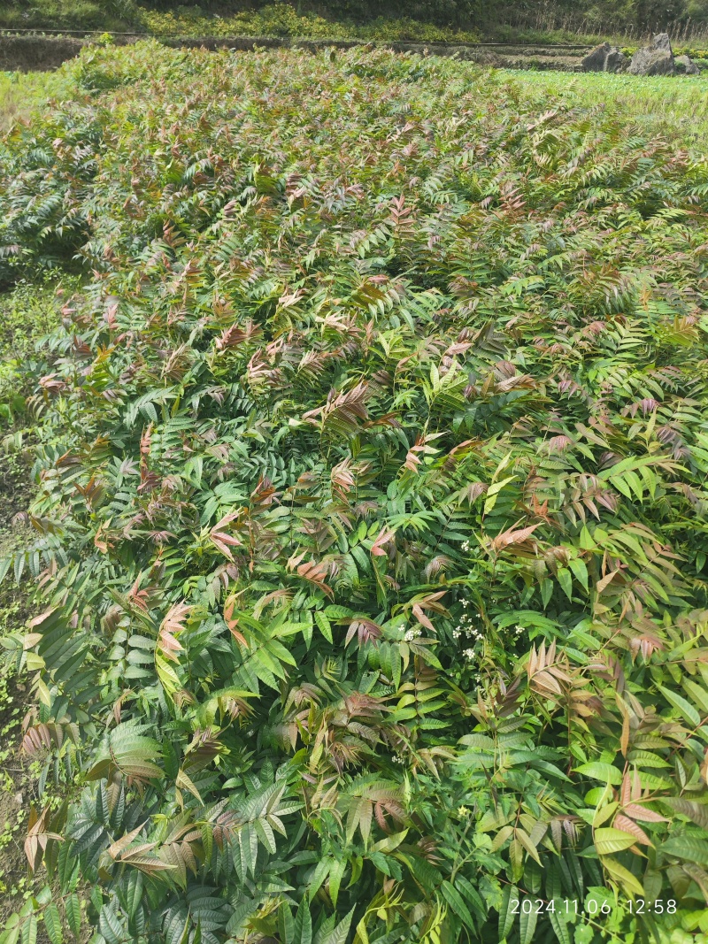 红香椿苗贵州本地露天苗基地直发