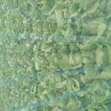 暖棚结球生菜大量上市