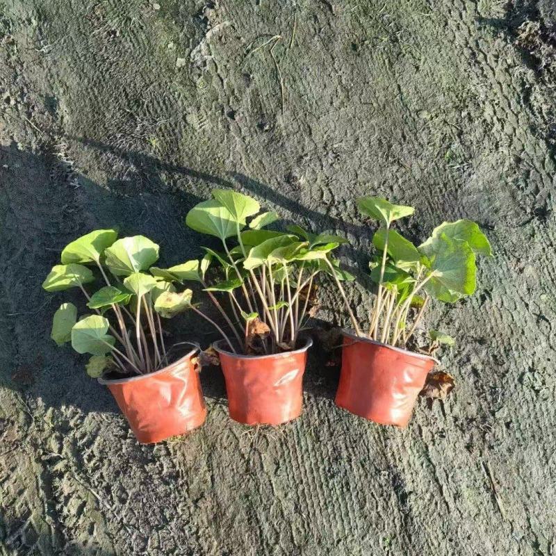 贵州大吴风草批发贵州苗木基地供应各类规格大吴风草基地