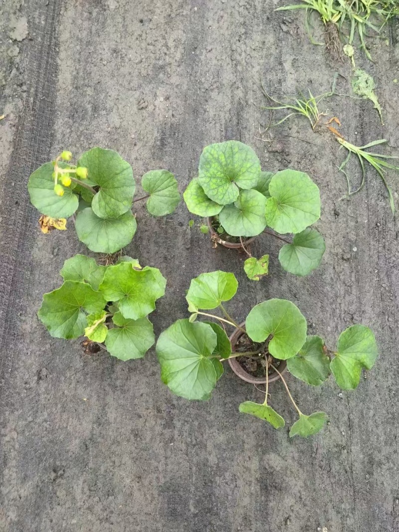 贵州大吴风草批发贵州苗木基地供应各类规格大吴风草基地