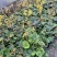 贵州大吴风草批发贵州苗木基地供应各类规格大吴风草基地