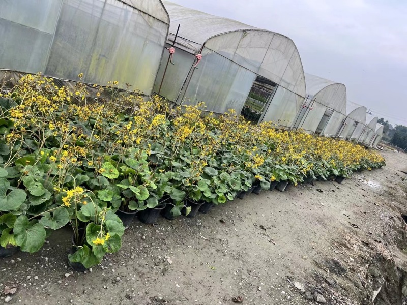 贵州大吴风草批发贵州苗木基地供应各类规格大吴风草基地