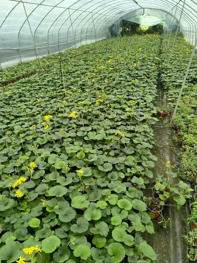 贵州大吴风草批发贵州苗木基地供应各类规格大吴风草基地