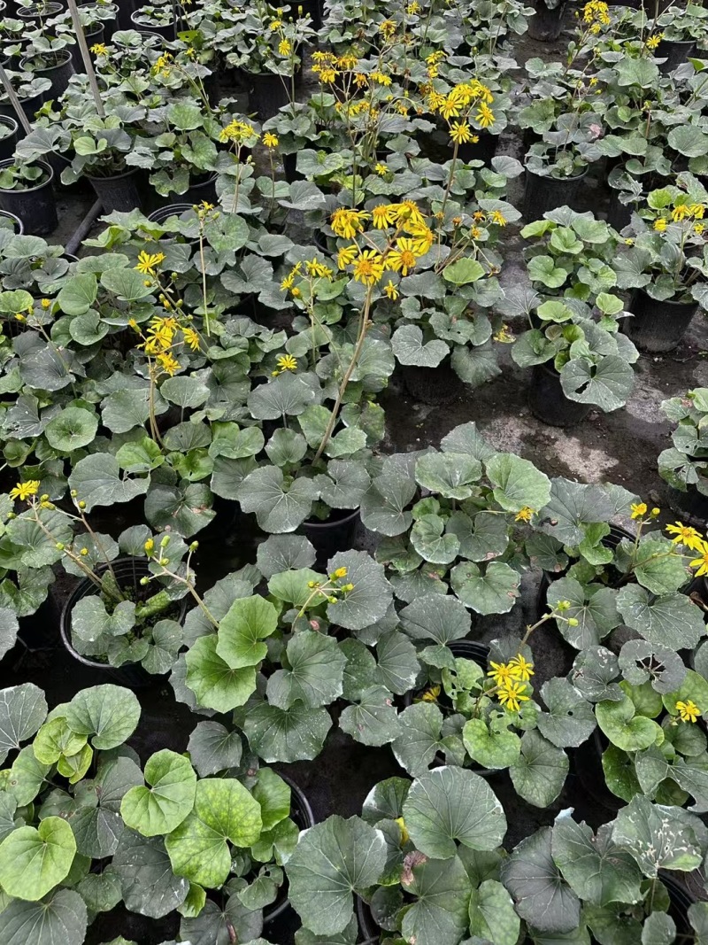 贵州大吴风草批发贵州苗木基地供应各类规格大吴风草基地