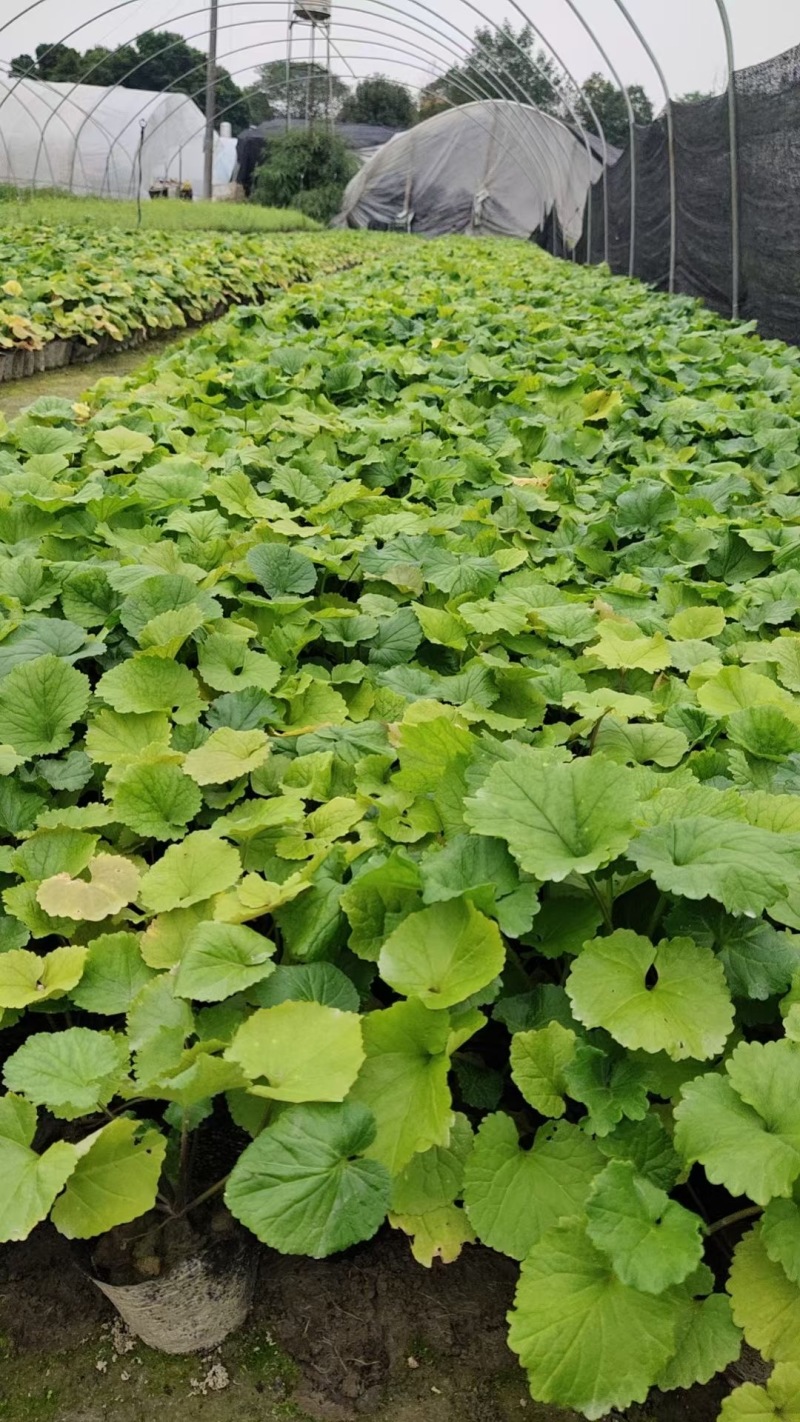 贵州大吴风草批发贵州苗木基地供应各类规格大吴风草基地