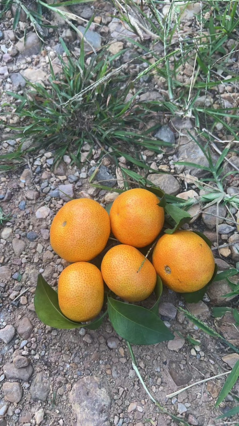 沙糖橘