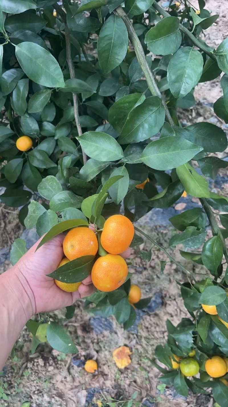 沙糖橘
