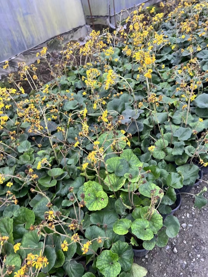 重庆大吴风草批发重庆苗木基地供应各类规格大吴风草基地