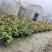 重庆大吴风草批发重庆苗木基地供应各类规格大吴风草基地