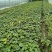 重庆大吴风草批发重庆苗木基地供应各类规格大吴风草基地