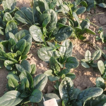 200亩趴地菠菜，中小颗，上市中