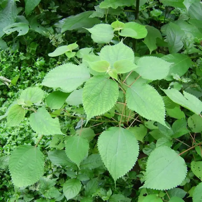 正宗苎麻根，干净卫生，质量无忧，质量不过关包赔！