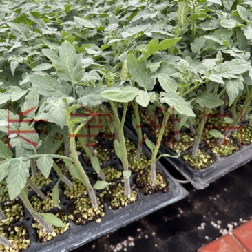 孚瑞加A1硬果大粉番茄苗石头果西红柿苗厂家直发