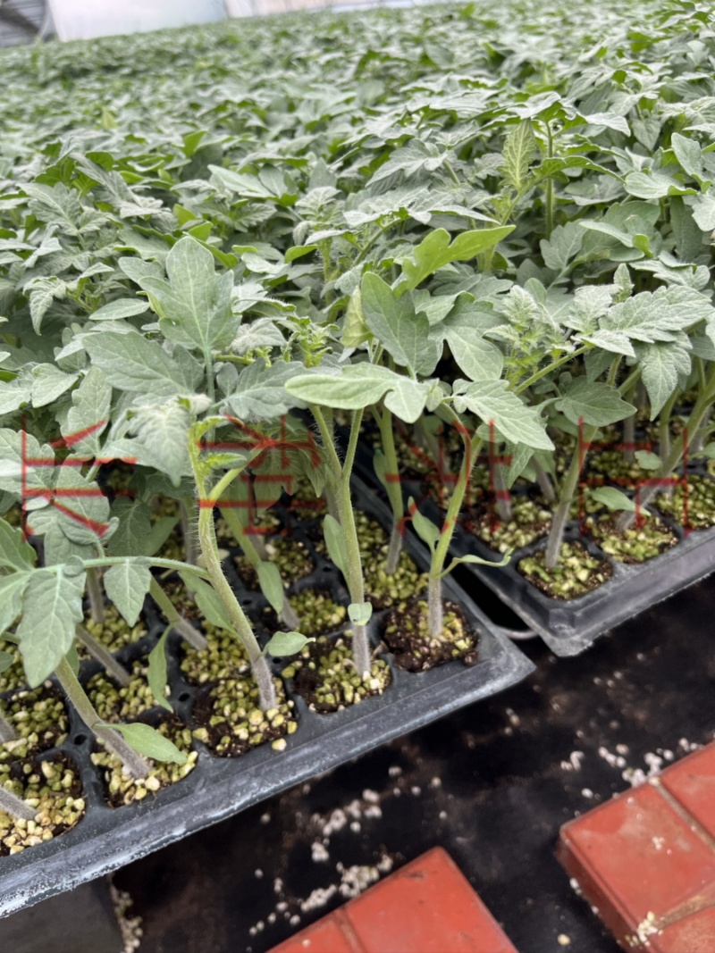 孚瑞加A1硬果大粉番茄苗石头果西红柿苗厂家直发