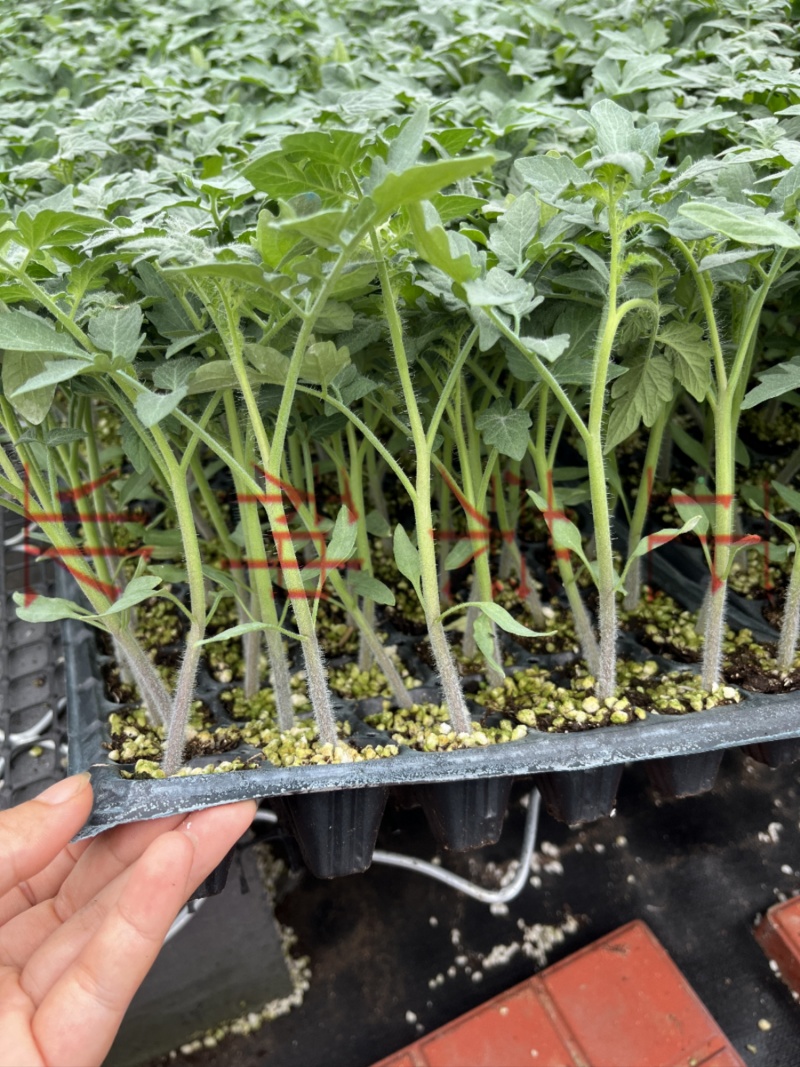 孚瑞加A1硬果大粉番茄苗石头果西红柿苗厂家直发