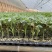 孚瑞加A1硬果大粉番茄苗石头果西红柿苗厂家直发