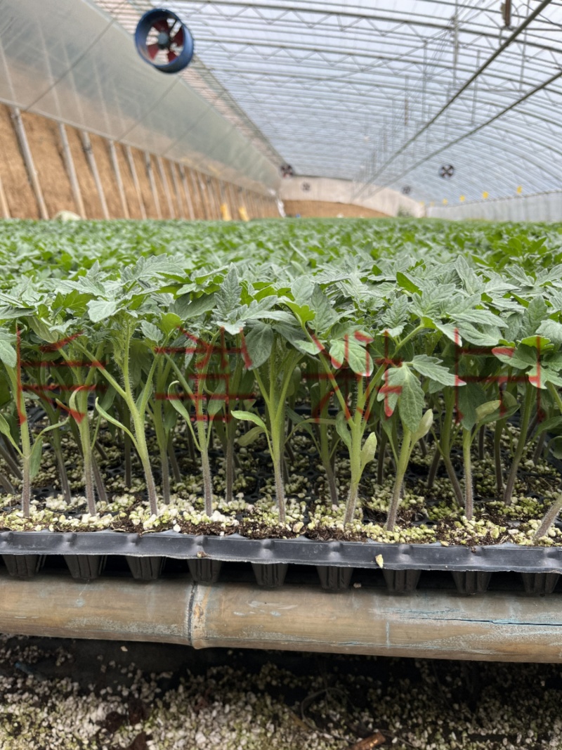孚瑞加A1硬果大粉番茄苗石头果西红柿苗厂家直发