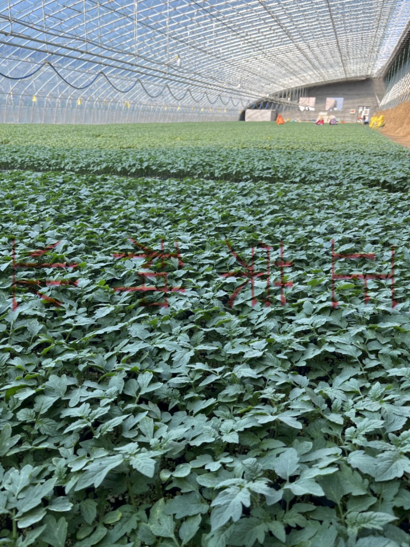 孚瑞加A1硬果大粉番茄苗石头果西红柿苗厂家直发