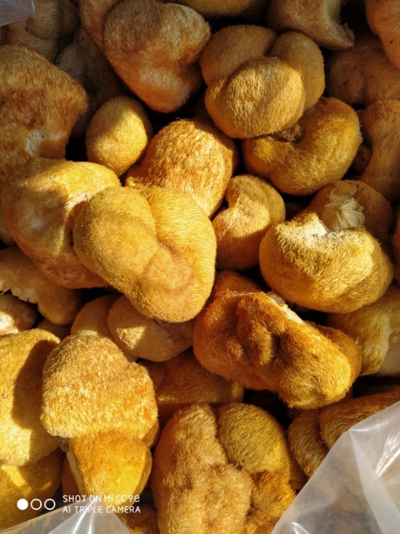 猴头菇大量上市产地发货支持视频看货欢迎来电洽谈