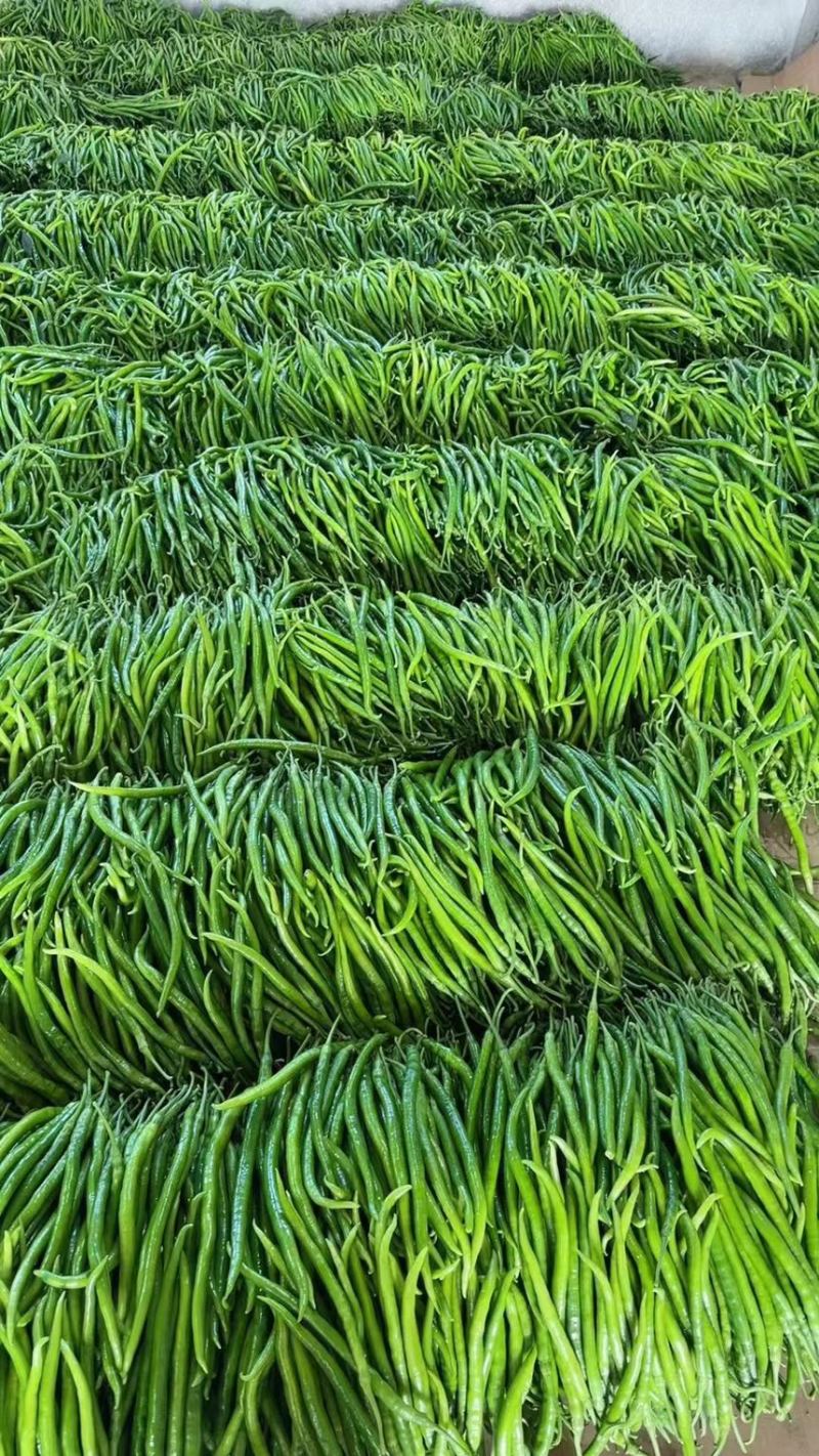 山东费县螺丝椒线椒薄皮椒大量有货电商市场商超**