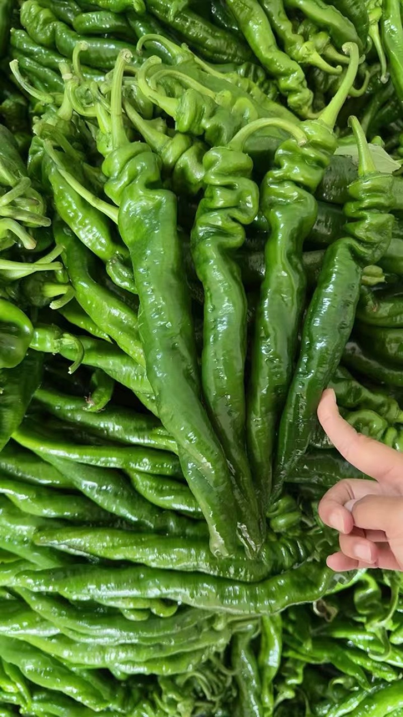 山东费县螺丝椒线椒薄皮椒大量有货电商市场商超**
