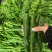 山东费县螺丝椒线椒薄皮椒大量有货电商市场商超**